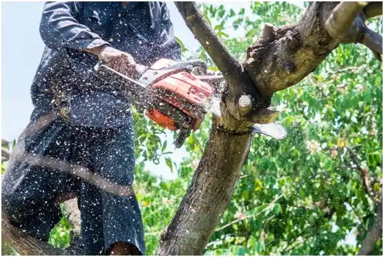 tree services Waverly